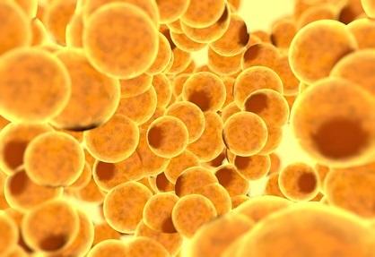 Stimuler les cellules graisseuses ou adipocytes avec le même mécanisme qu'un antibactérien (Visuel Fotolia)