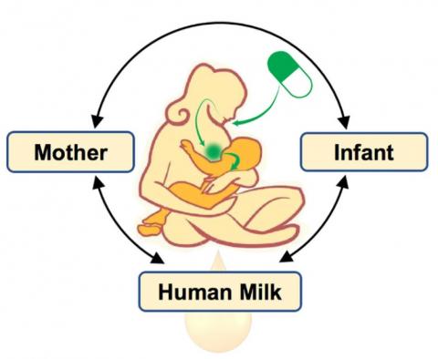 Le lait humain joue un rôle essentiel à l'interface de la santé maternelle et infantile et pourtant, les effets de la thérapeutique dans cet espace critique restent relativement mal connus (UC San Diego Health Sciences)