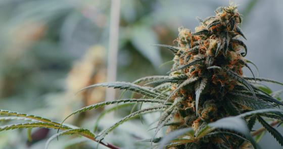 un plant de cannabis