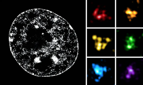 Gauche : l’ADN des chromosomes dans un noyau cellulaire, vu grâce à un intercalant de l’ADN fluorescent et l’observation en microscopie super-résolution. Droite : exemples de TAD comprenant plusieurs sous-structures, les CNDs, vus grâce à des marqueurs fluorescents spécifiques et l’observation en microscopie super-résolution. Quentin Szabo, Fourni par l'auteur