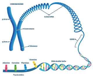 Le matériel génétique est constitué d’ADN empaqueté dans des chromosomes. Seules certaines régions de l’ADN d’un génome contiennent des gènes qui codent pour des protéines. (GettyImages)