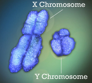 Les chromosomes X et Y (NIH/Flickr, CC BY-NC)