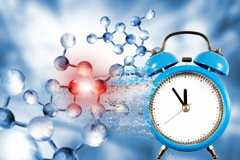 Les horloges circadiennes jouent un rôle clé dans la croissance des cellules graisseuses (Visuel Adobe Stock 308086464)