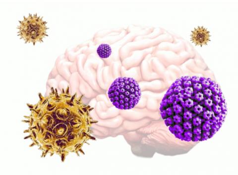 Des déclencheurs viraux à la maladie d’Alzheimer ? (Visuel Tuft University)