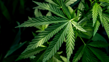 Cannabis, des effets à long terme sur les prises de décision
